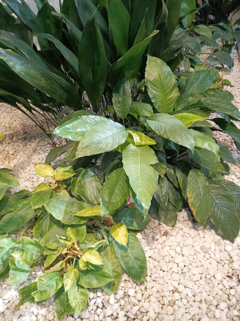 いずみんさんのうめきた温泉 蓮 Wellbeing Parkのサ活写真