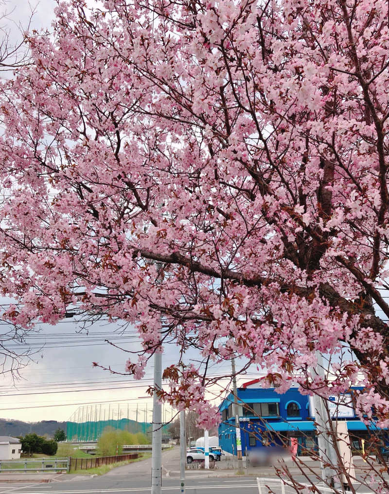 うさみさんのサウナ アッセ・デ〜ルのサ活写真