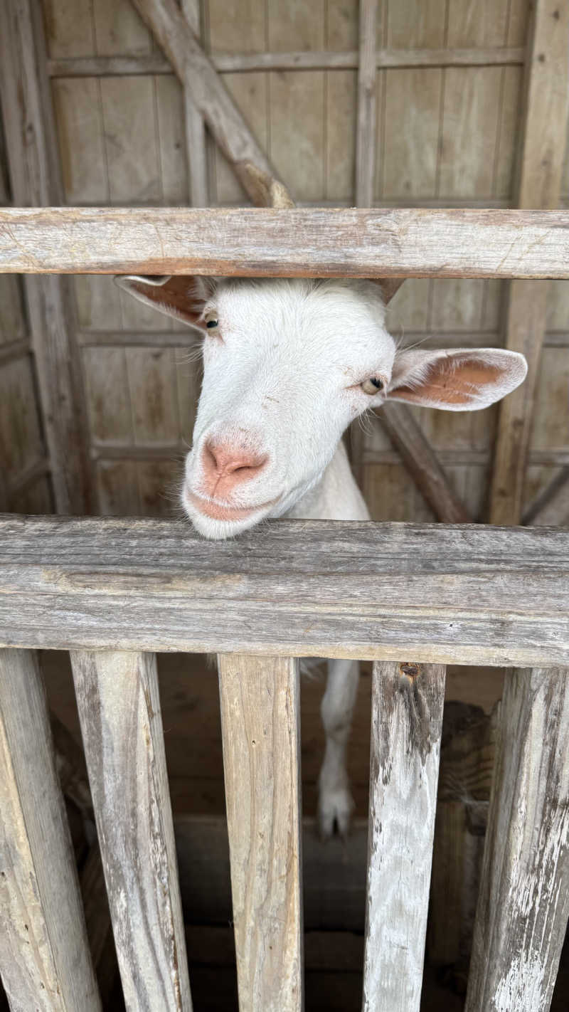 さうなでしこさんの山羊島ホテルのサ活写真