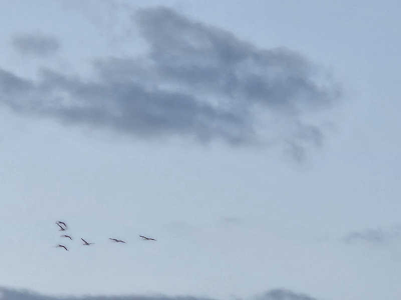 ひろっぺさんの花輪温泉ゆたろうのサ活写真