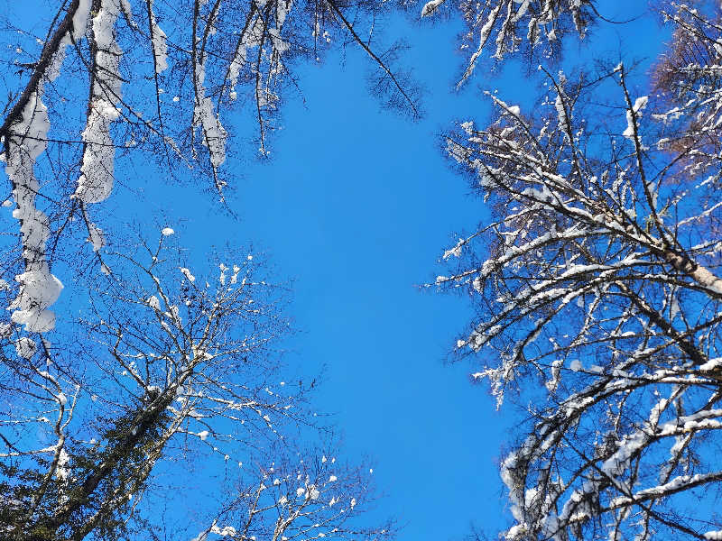 山の妖精さんの一色の森サウナ プライベートからまつ山荘のサ活写真