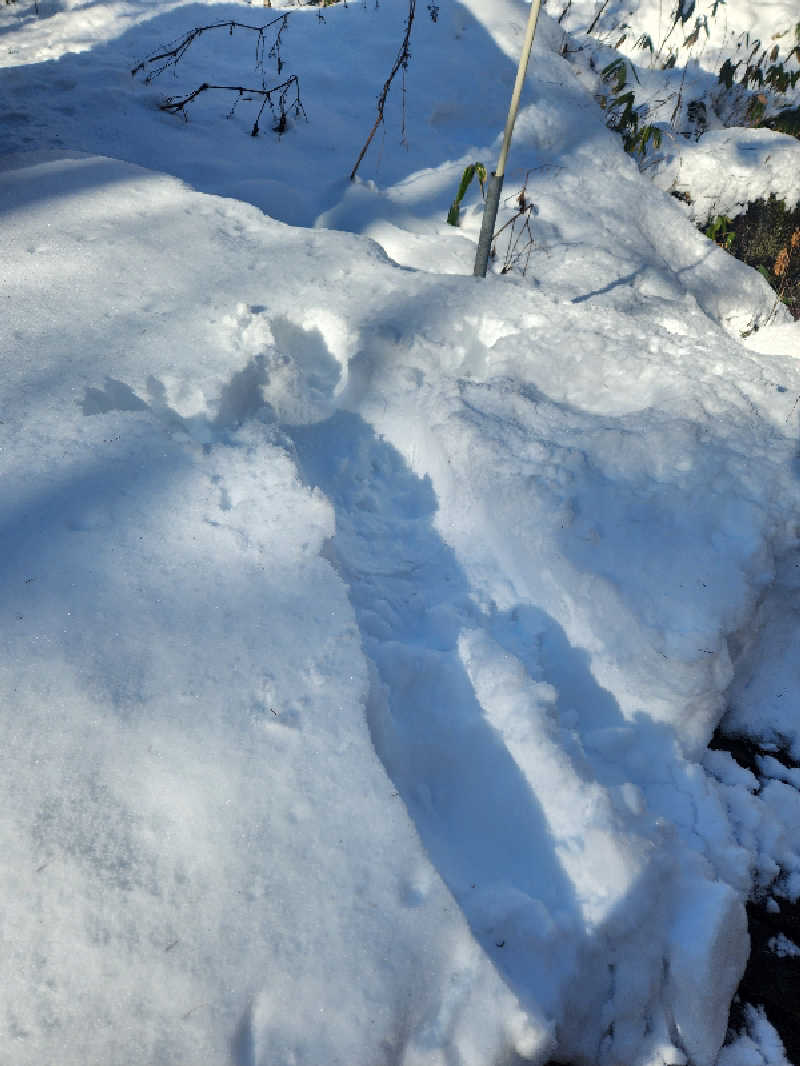 山の妖精さんの一色の森サウナ プライベートからまつ山荘のサ活写真