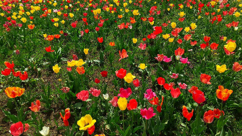 みなちゃんさんの花湯スパリゾートのサ活写真