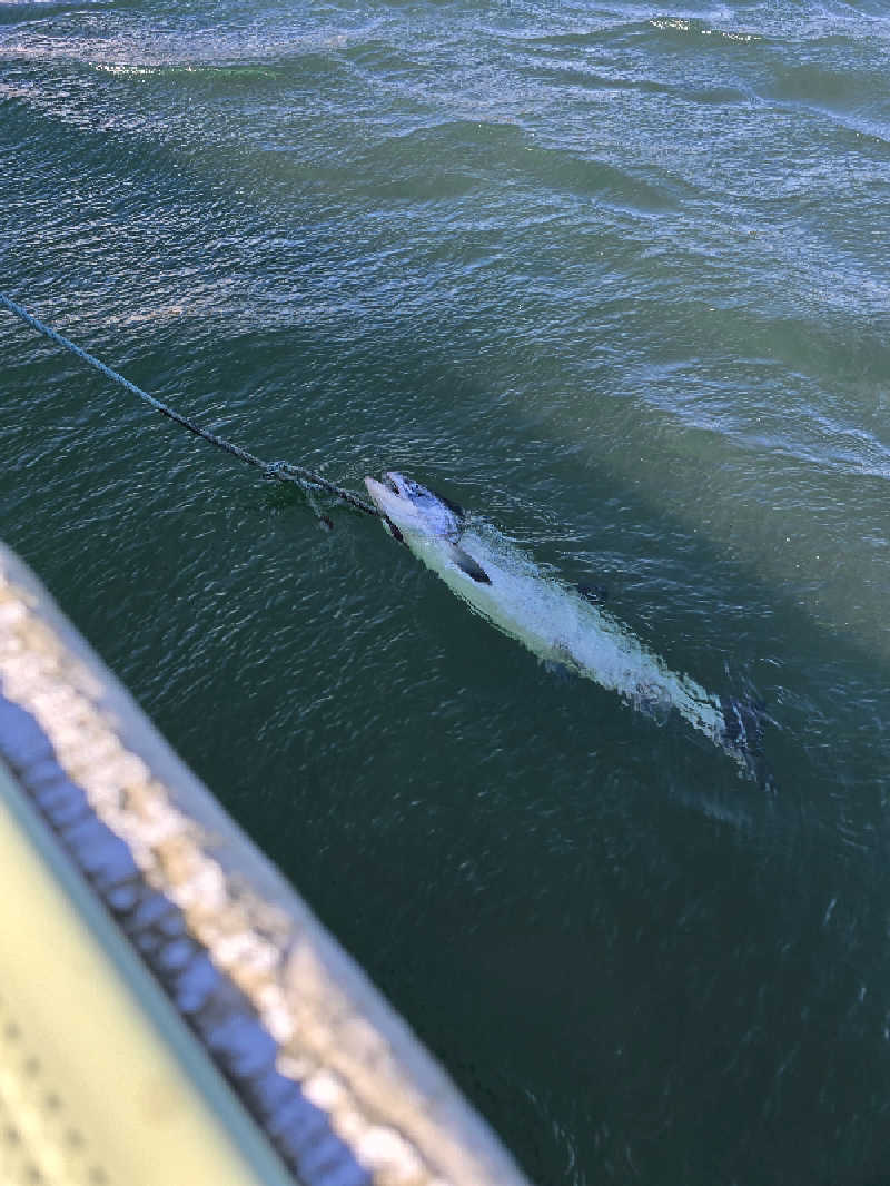 たたまるさんのホテルニュー幸林のサ活写真