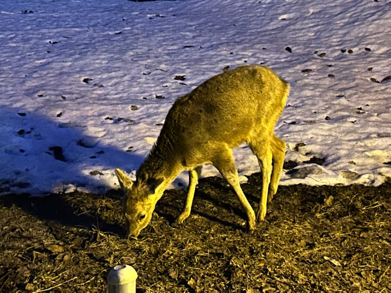 リュートオンザビーチさんの定山渓 鹿の湯のサ活写真