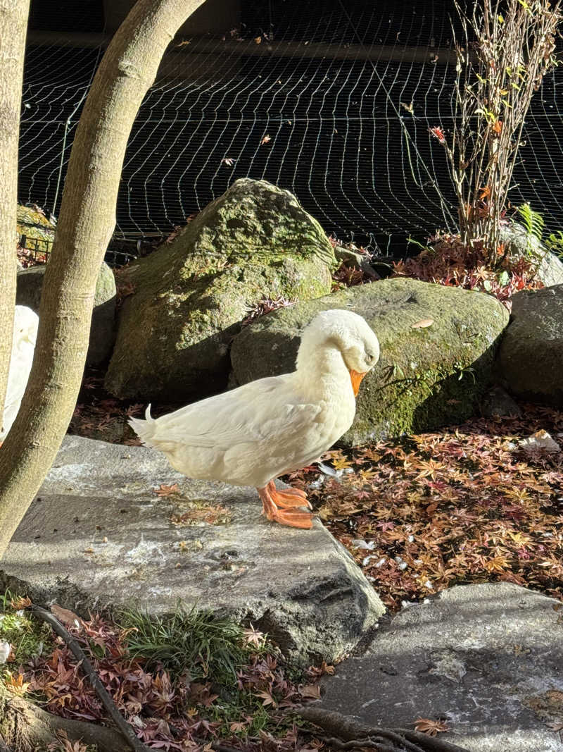 蒸しR🐶さんの箱根湯本温泉 天成園のサ活写真