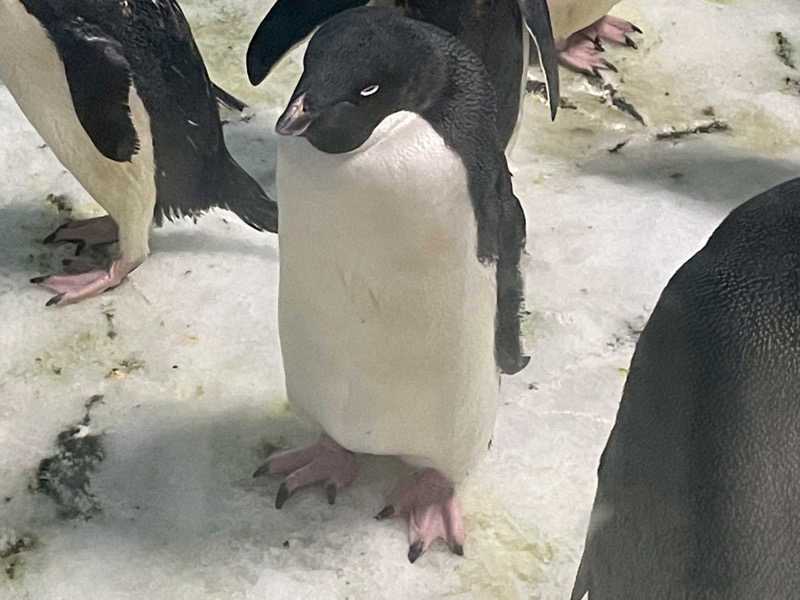 ニシカワさんのSHIRAHAMA KEYTERRACE ホテルシーモアのサ活写真