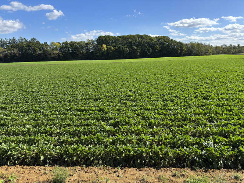 うめちゃまさんの白樺の湯 ドーミーイン帯広のサ活写真