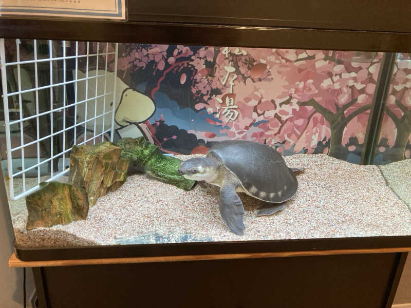 yossyさんの松本湯のサ活写真