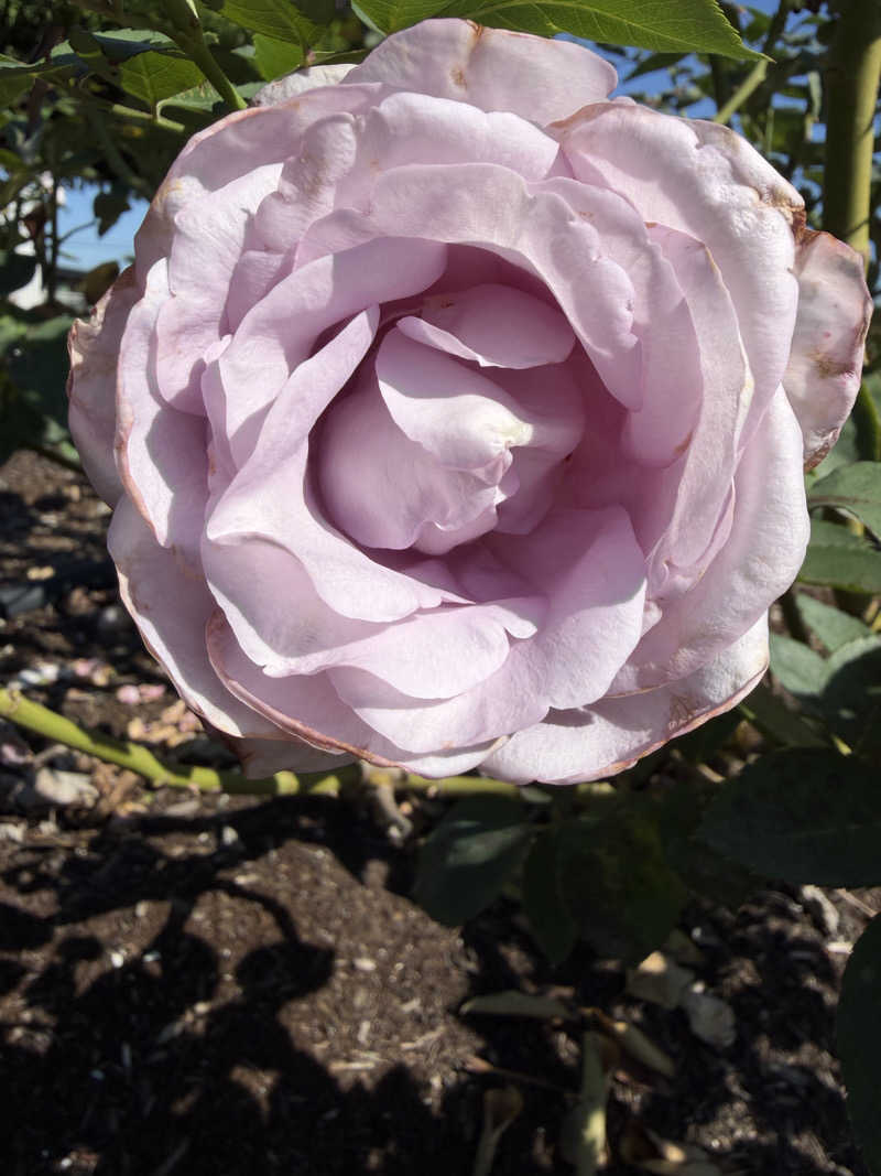 げさんの池田温泉本館のサ活写真
