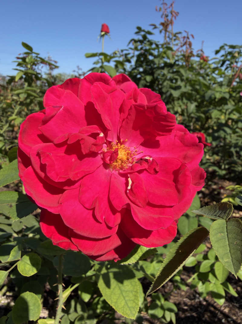 げさんの池田温泉本館のサ活写真