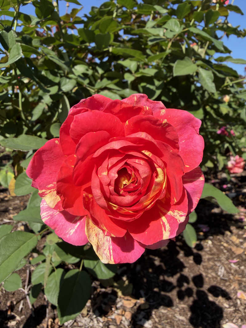 げさんの池田温泉本館のサ活写真
