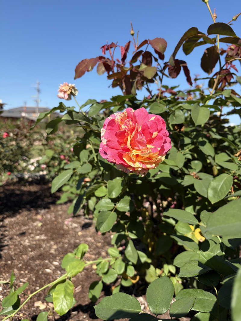 げさんの池田温泉本館のサ活写真