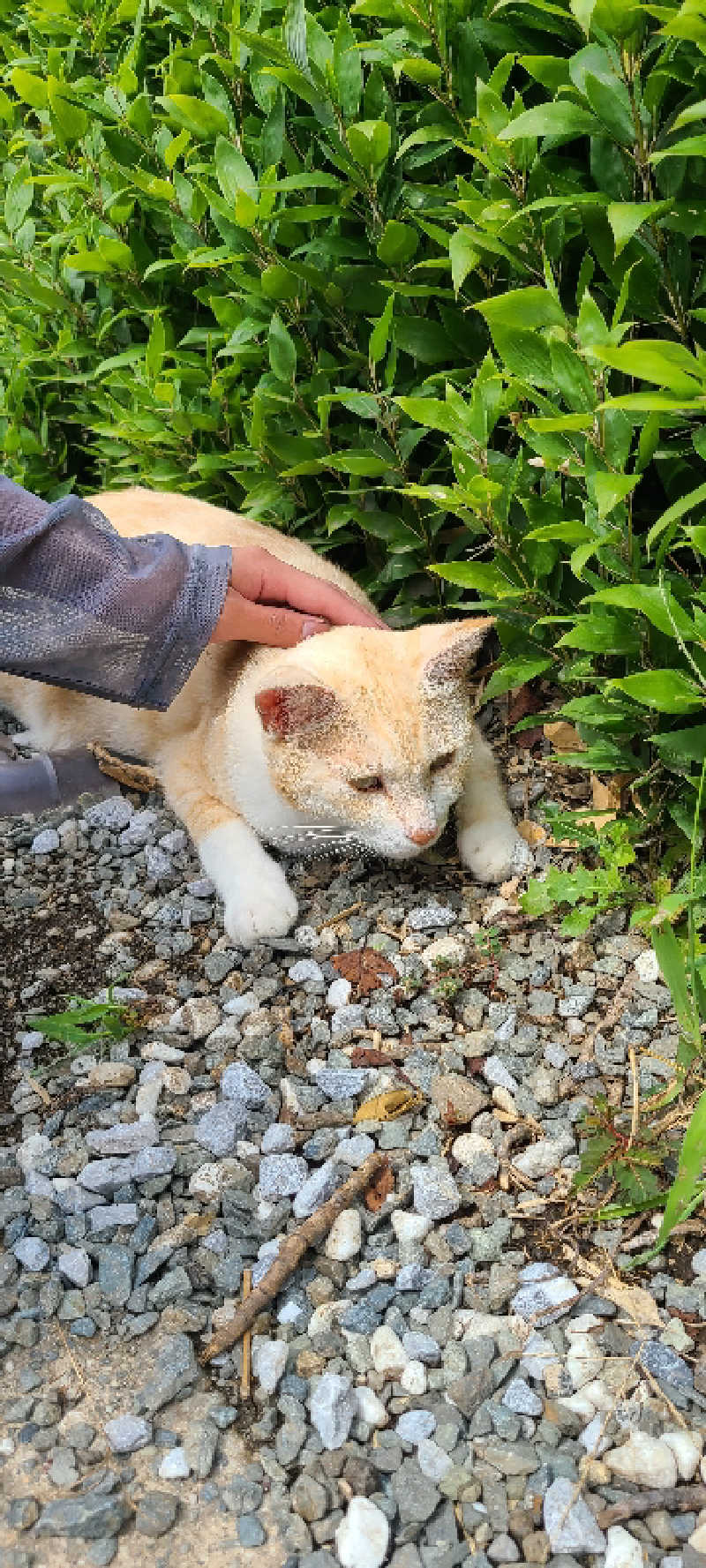 Sauna ねこさんのラムネ温泉館のサ活写真