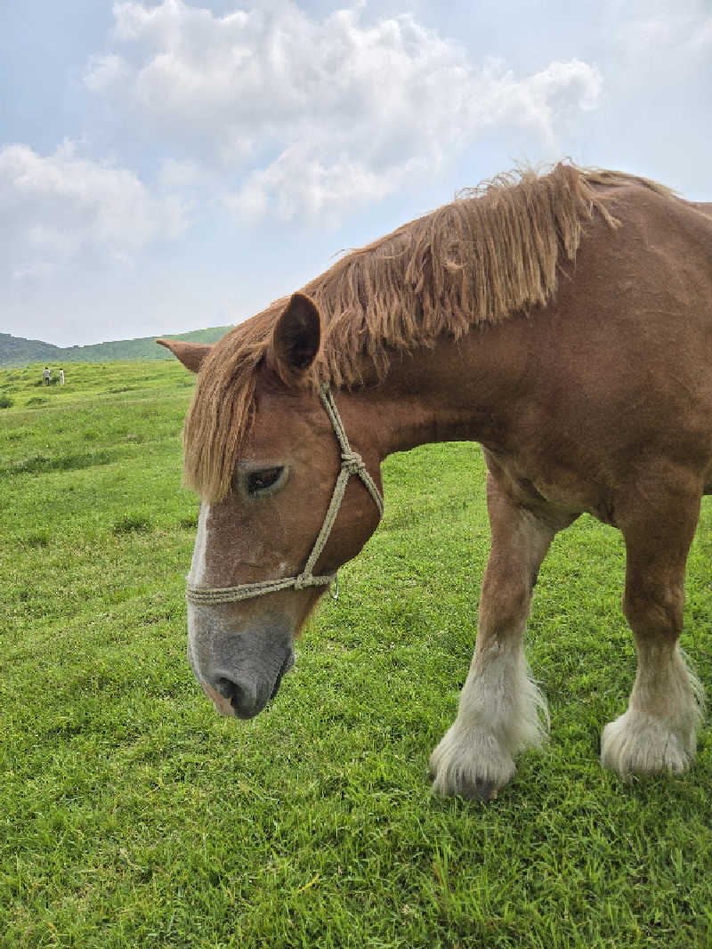 Sauna ねこさんのコスギリゾート バレルサウナのサ活写真