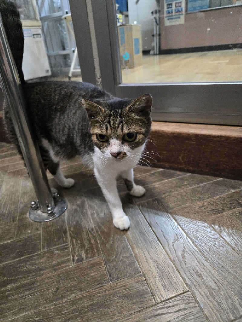 Sauna ねこさんの亀乃湯のサ活写真