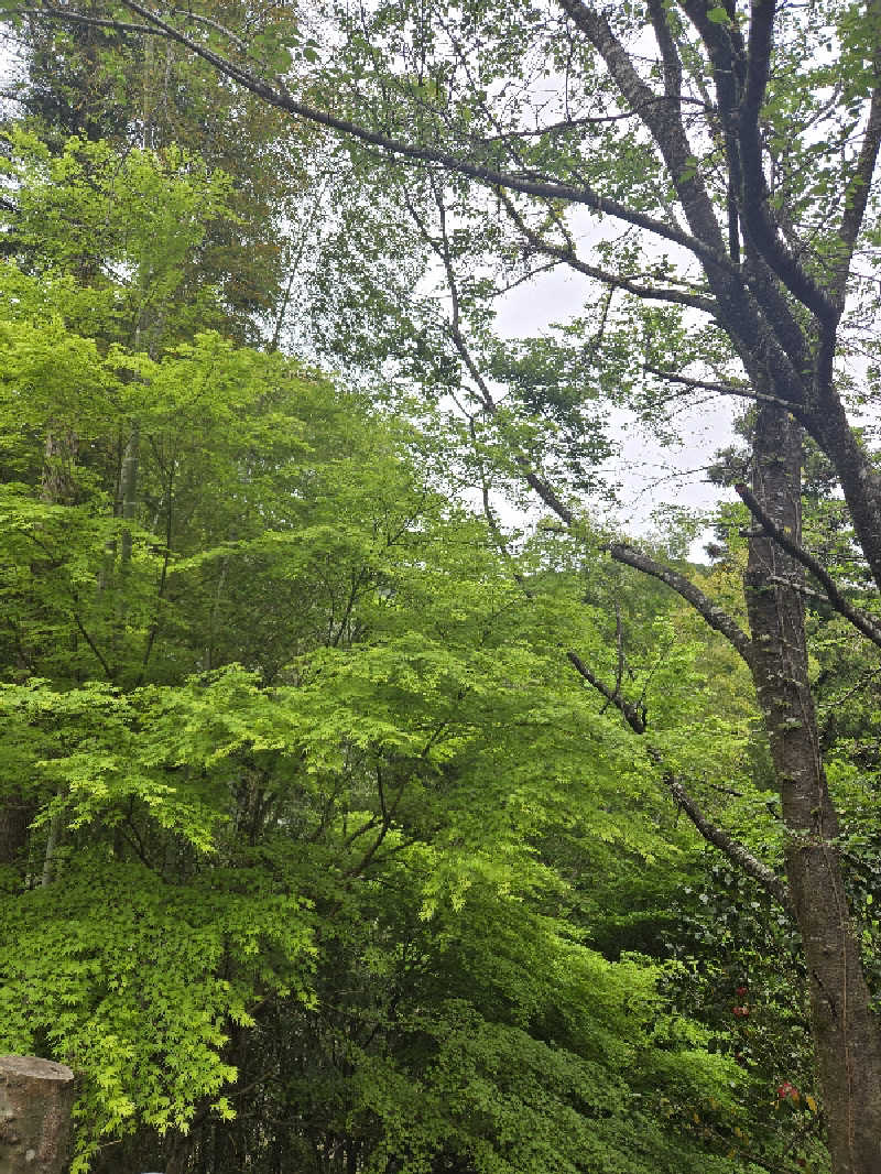 Sauna ねこさんの坂本温泉センター クレオンのサ活写真