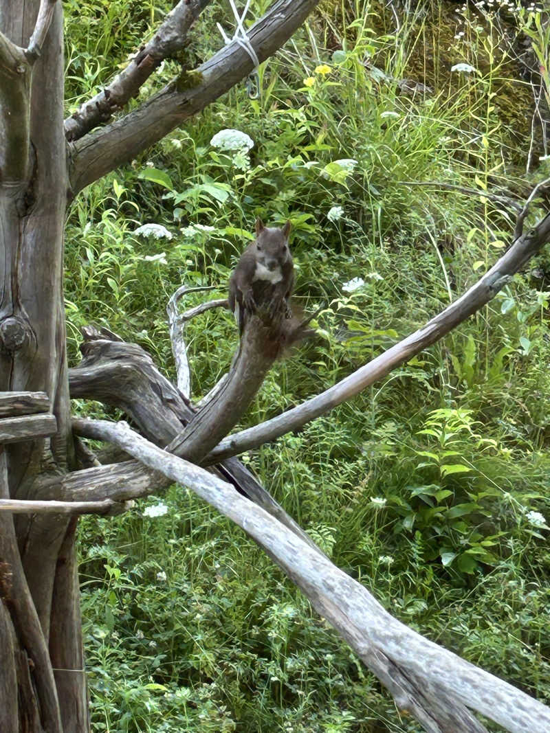 エネゴリさんの美白の湯宿 大江本家のサ活写真