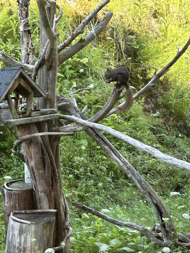 エネゴリさんの美白の湯宿 大江本家のサ活写真