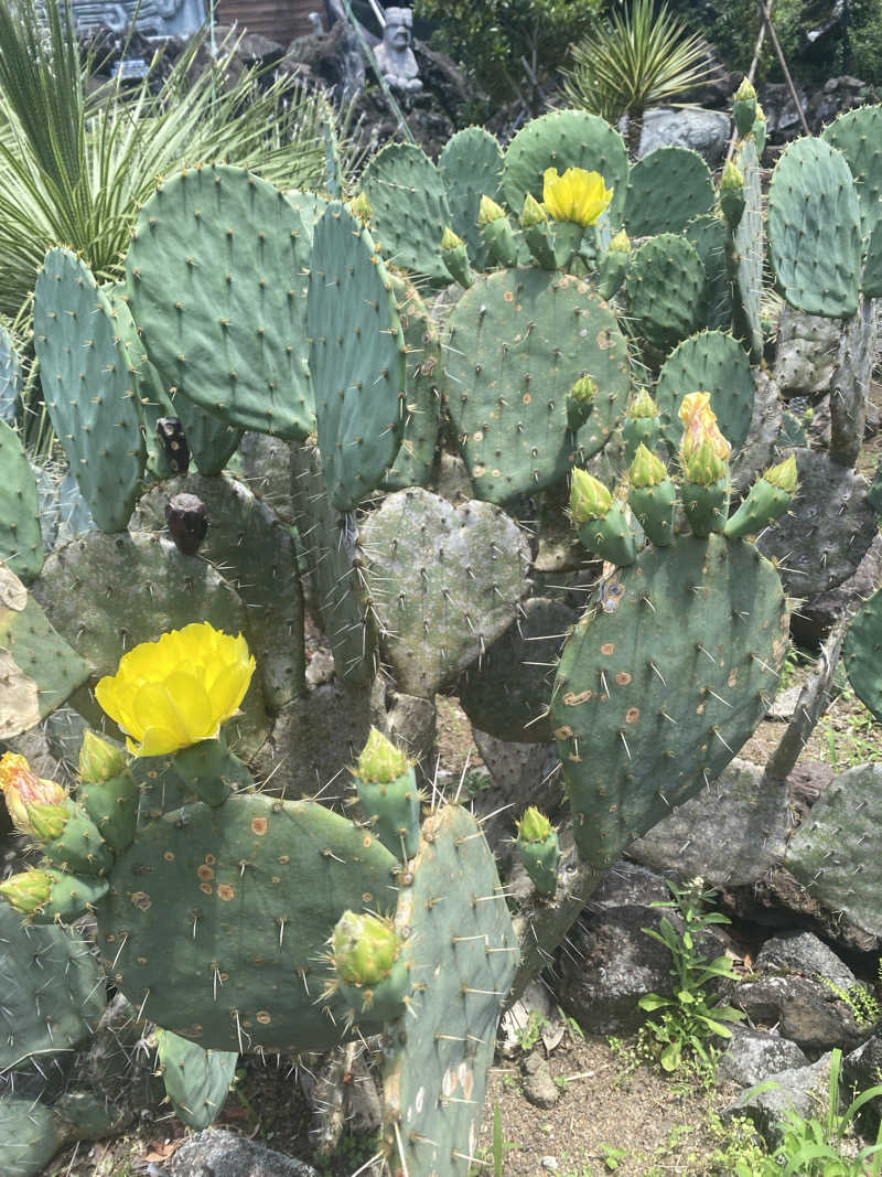 むぎちさんのサンダンス・リゾート伊豆高原のサ活写真