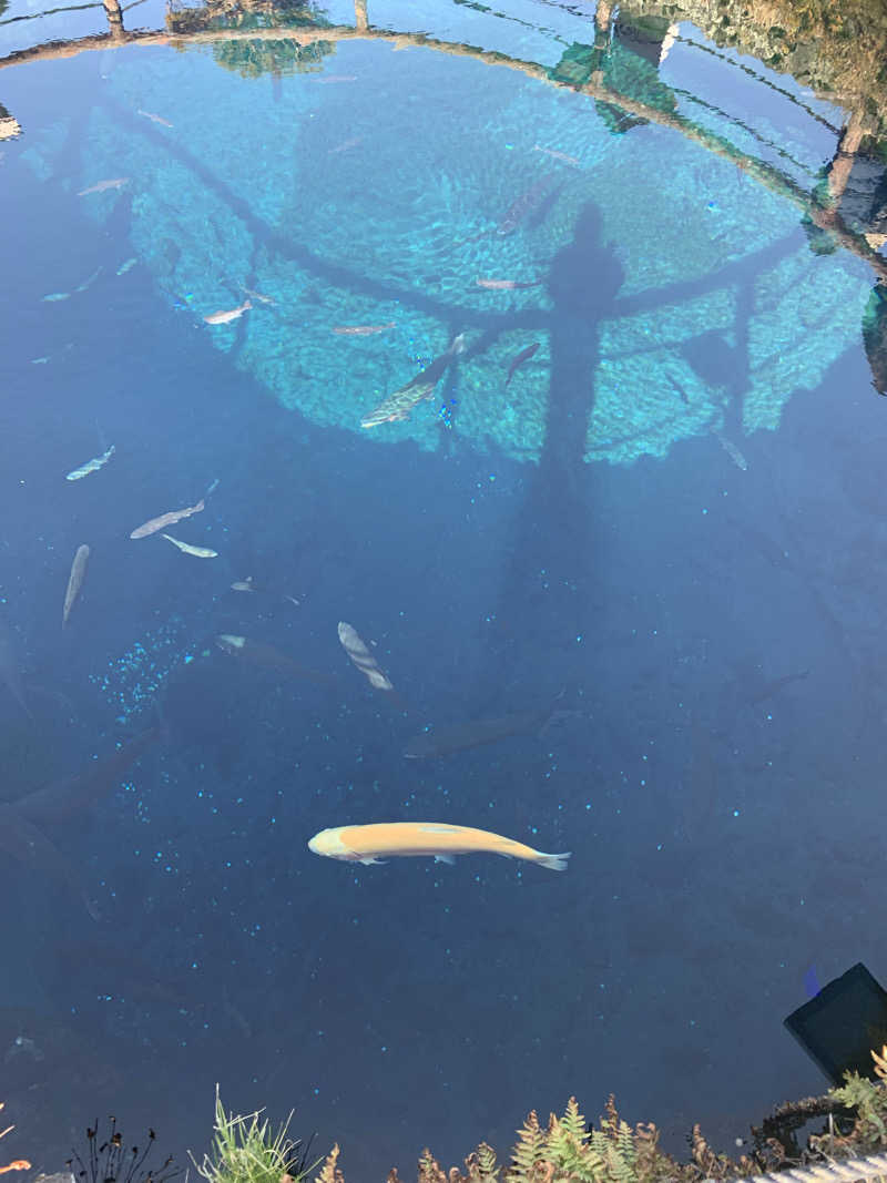 ぉゆきさんさんの富士山溶岩の湯 泉水(リゾートイン芙蓉)のサ活写真