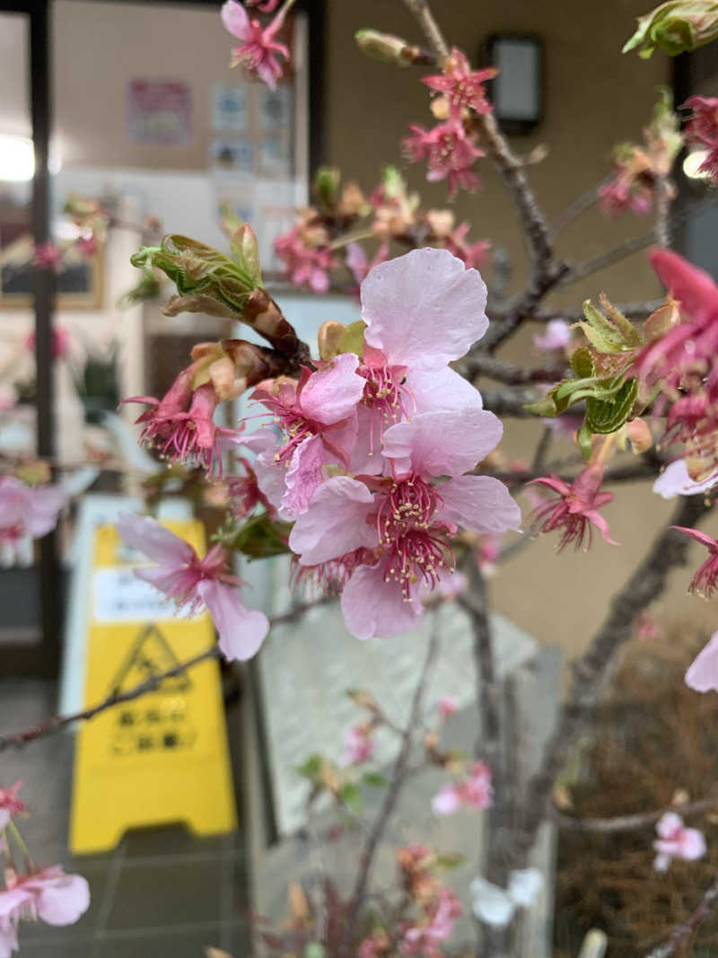 ぉゆきさんさんの富士八景の湯のサ活写真