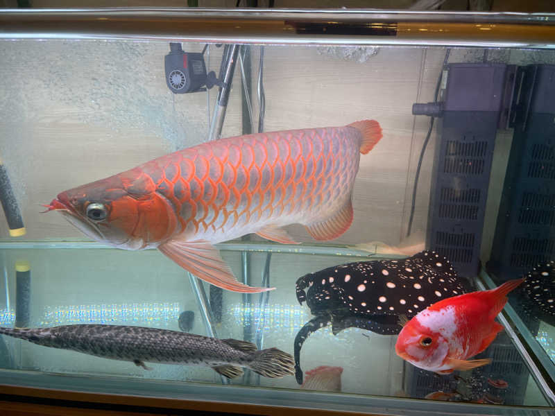 ぶーさんのスパレックス東大門のサ活写真