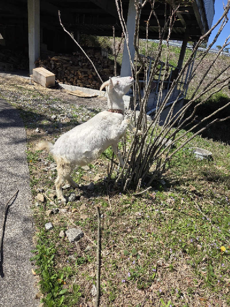 さいとぅんとぅさんのさぷらすのサ活写真