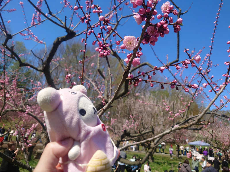 なめこさんの湯処ほのかのサ活写真