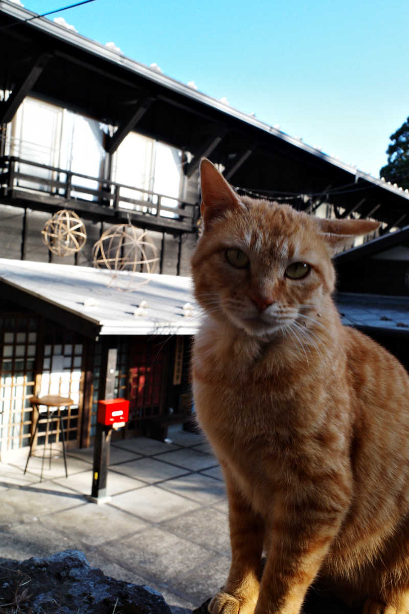 shimonさんの夢龍胆のサ活写真