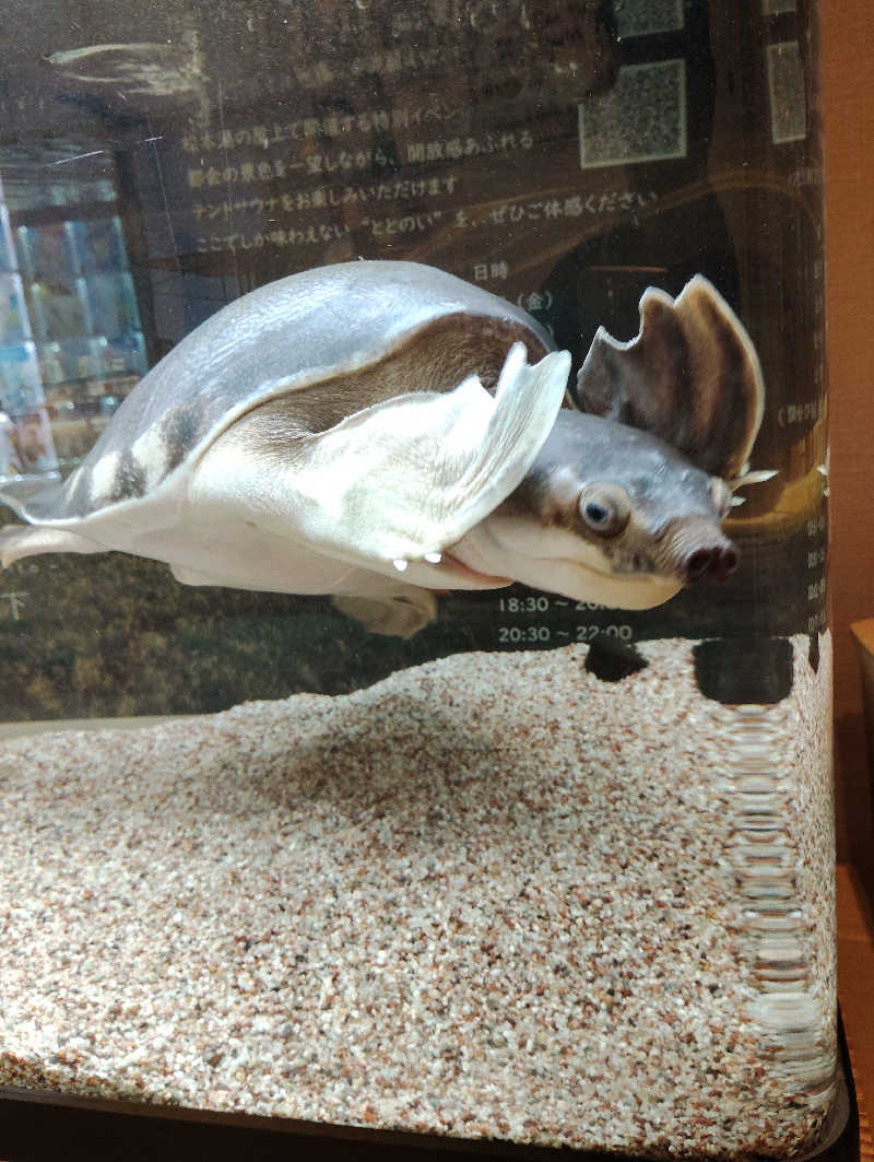 よっちんさんの松本湯のサ活写真