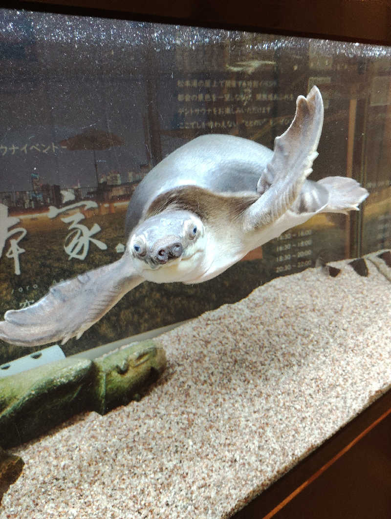 よっちんさんの松本湯のサ活写真