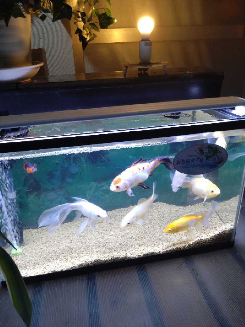 川崎のサウナ猫さんの星サウナのサ活写真