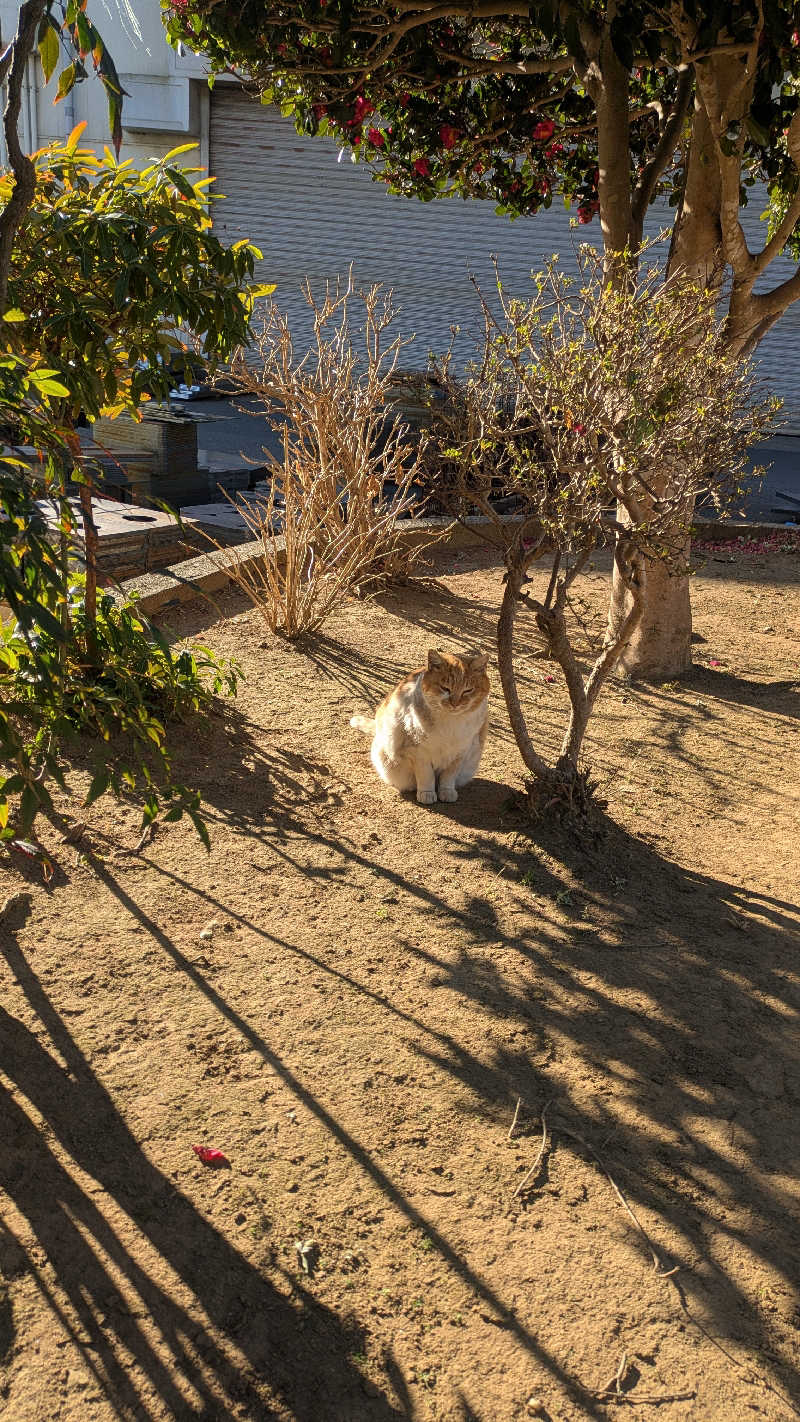 BIG　BAMBOOさんのおふろcafé かりんの湯のサ活写真