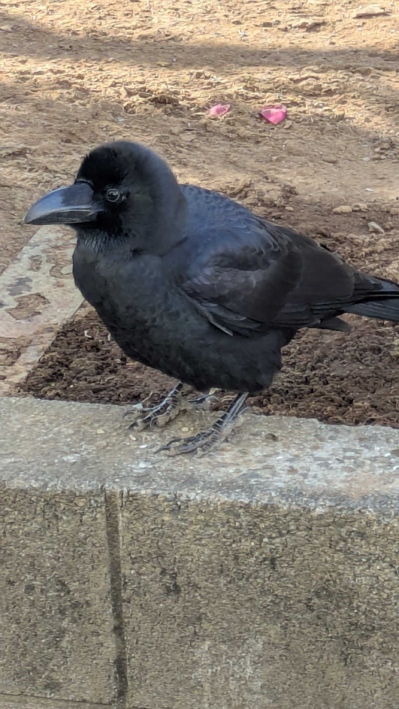 BIG　BAMBOOさんのおふろcafé かりんの湯のサ活写真