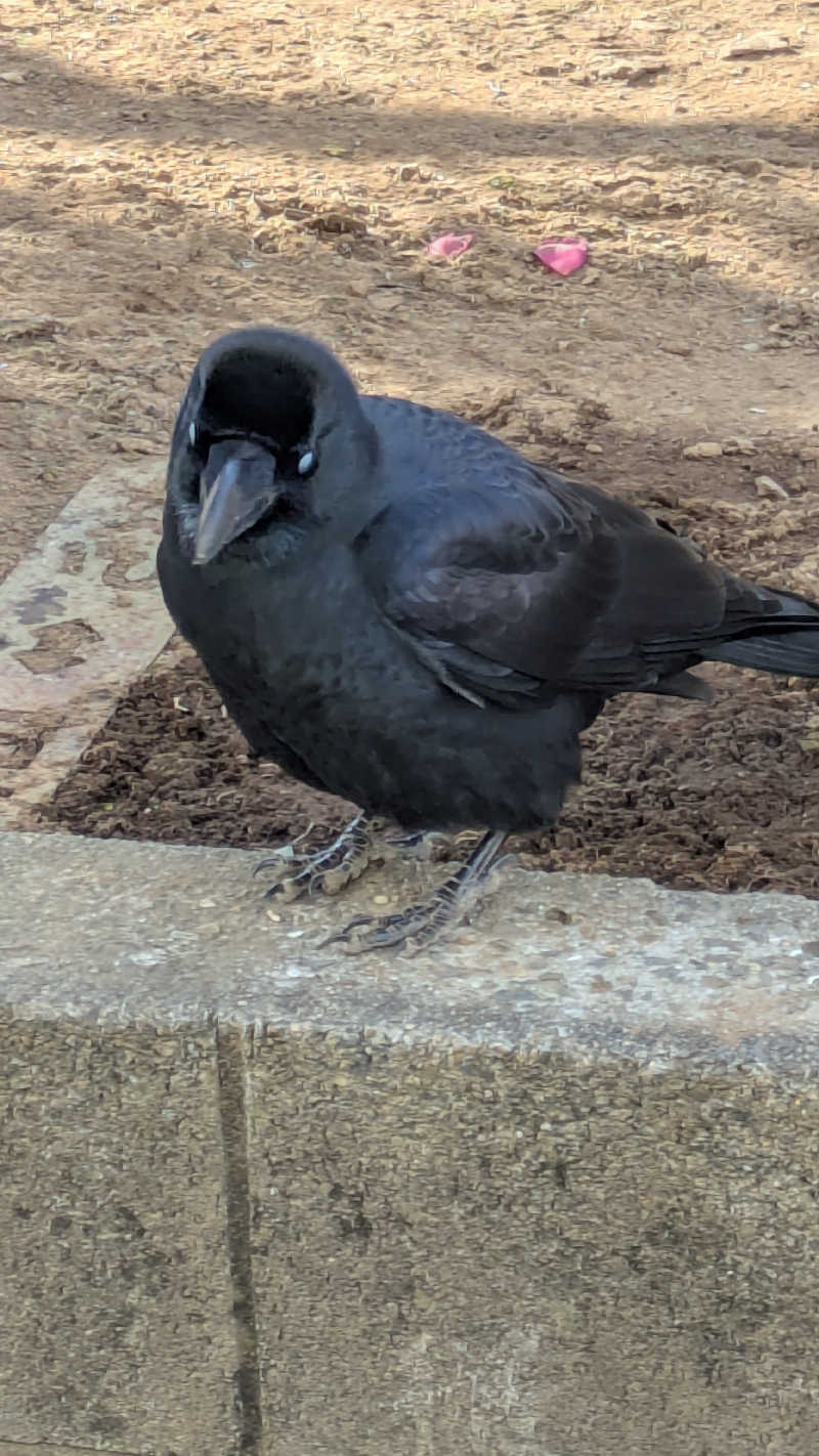 BIG　BAMBOOさんのおふろcafé かりんの湯のサ活写真