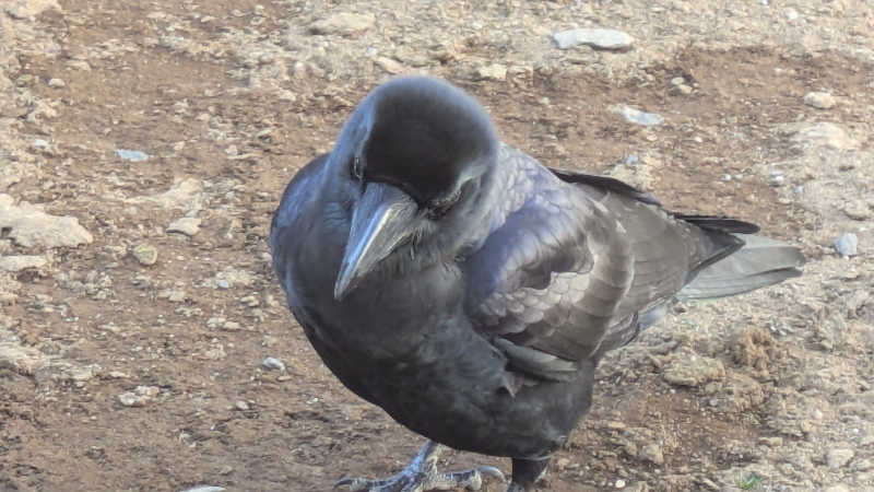 BIG　BAMBOOさんのおふろcafé かりんの湯のサ活写真