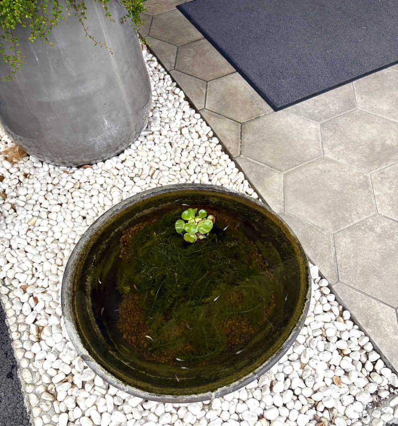 Umi&Riku🐈‍⬛さんのクアパレス藤のサ活写真