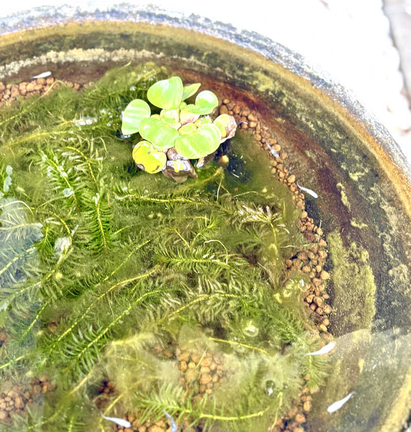 Umi&Riku🐈‍⬛さんのクアパレス藤のサ活写真