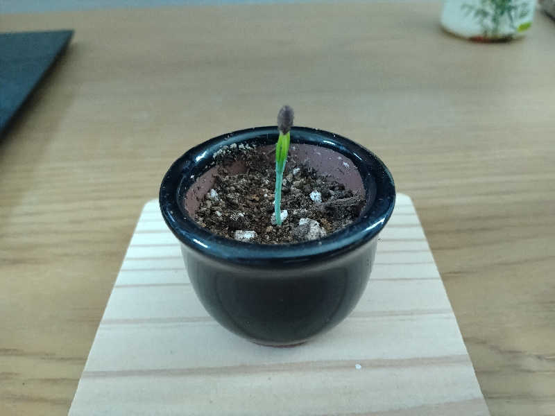 サウ中予備軍さんの岩手山焼走り温泉 いこいの村 岩手のサ活写真