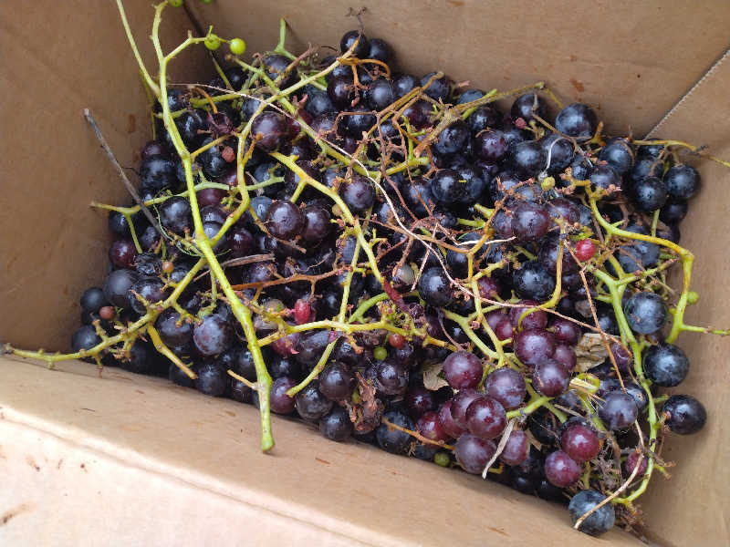 サウ中予備軍さんのユートランド姫神のサ活写真