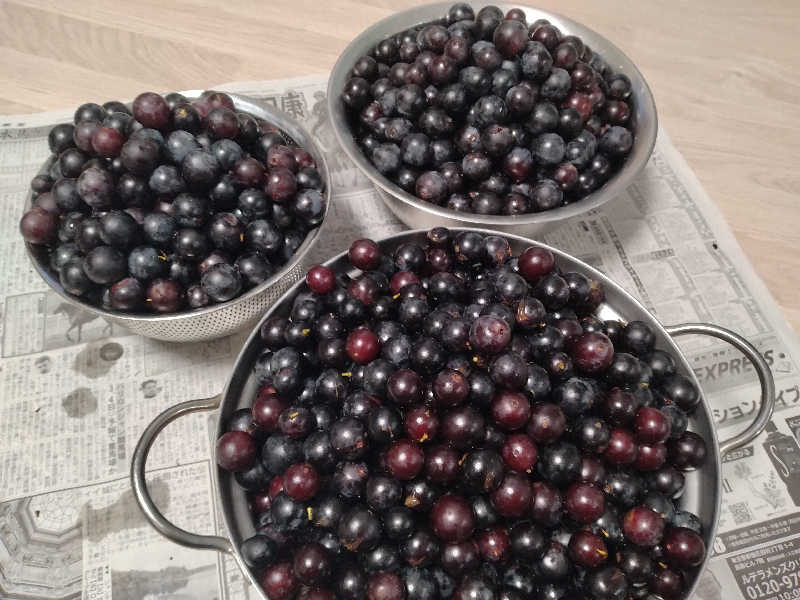 サウ中予備軍さんのユートランド姫神のサ活写真