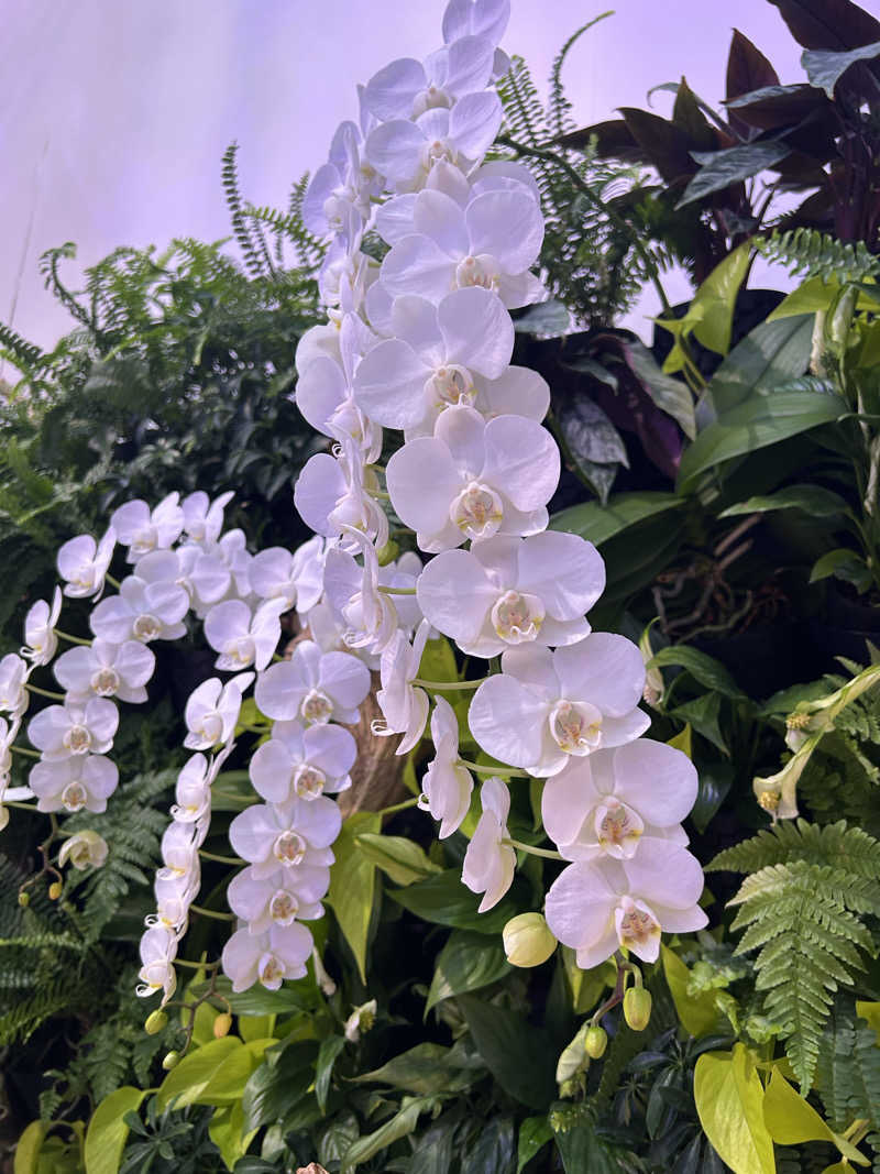 なーりーさんのよみうりランド眺望温泉 花景の湯のサ活写真