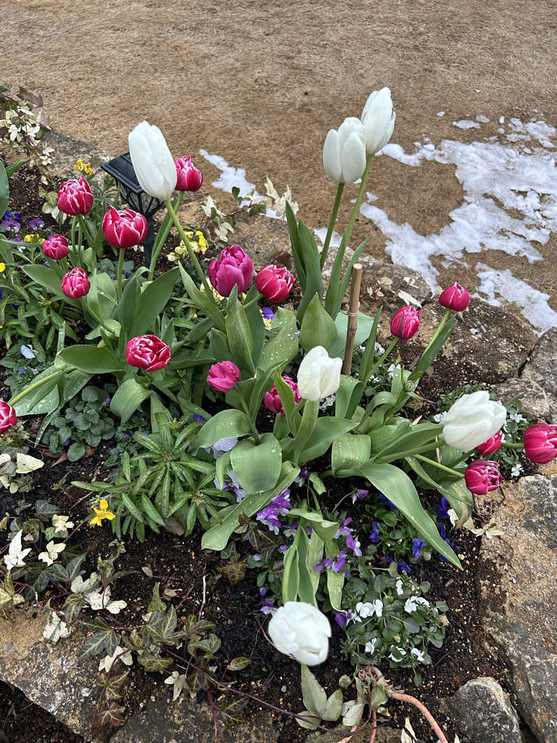 なーりーさんのよみうりランド眺望温泉 花景の湯のサ活写真