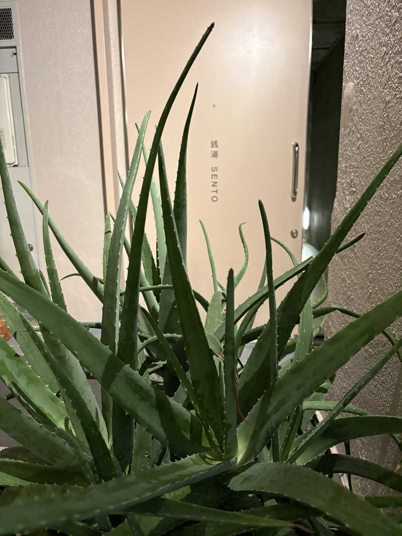 とうふさんの黄金湯のサ活写真