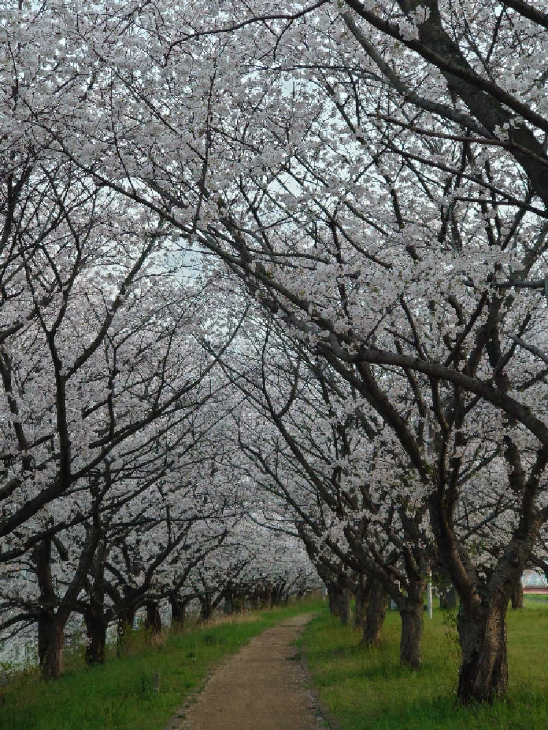 真田 昌幸（ロクヨン）さんのぶんご温泉高田の湯のサ活写真