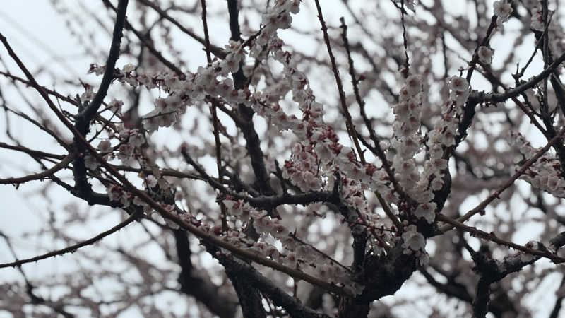 戦国さんの山賊サウナのサ活写真