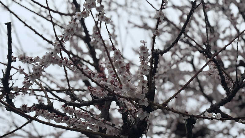 戦国さんの山賊サウナのサ活写真