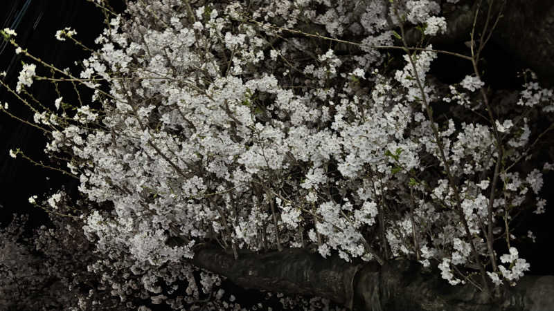 戦国さんのととのいの郷 秦野湯花楽のサ活写真