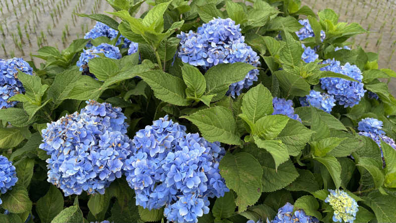 戦国さんの山賊サウナのサ活写真